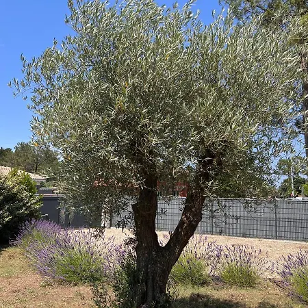 Villa Location Entre Et Ocean Avec Son De Nage